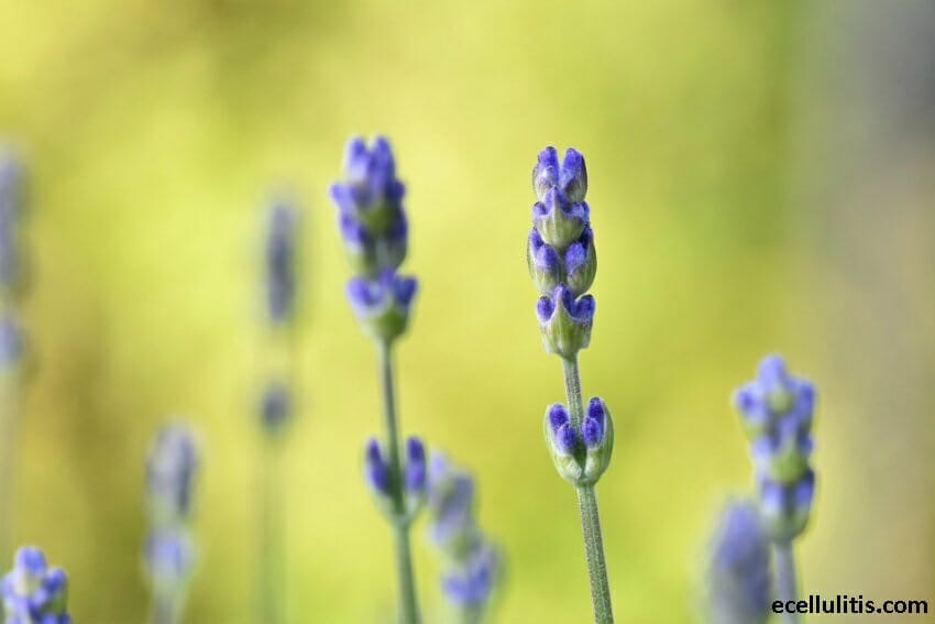 6 Natural Ways To Keep Mosquitoes Away This Summer Ecellulitis