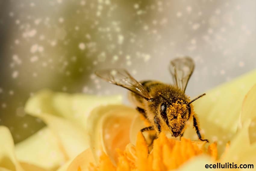 Natural Remedies for Allergies - Bee Pollen