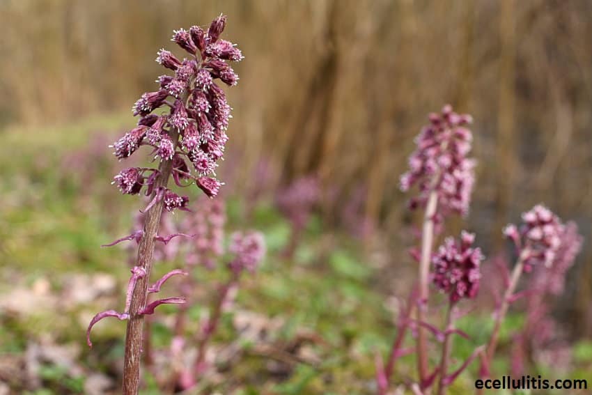 Natural Remedies for Allergies - Butterbur