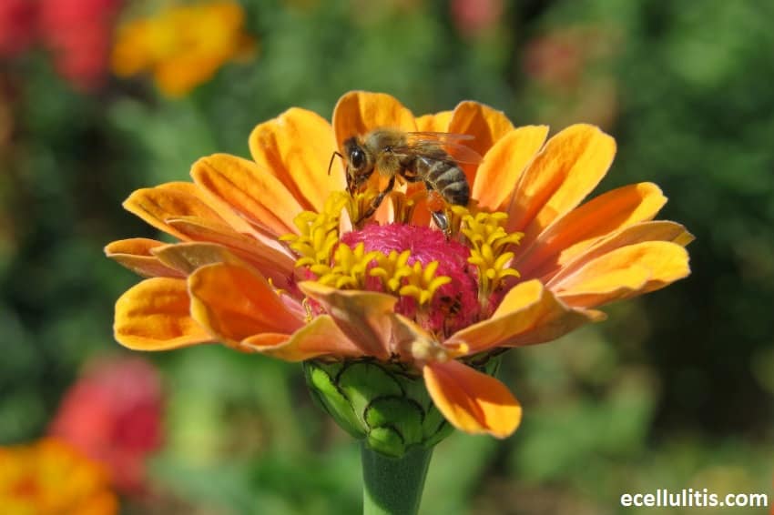 Reasons Behind Summer Allergies