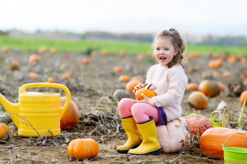 Pumpkins for healthy reproductive system