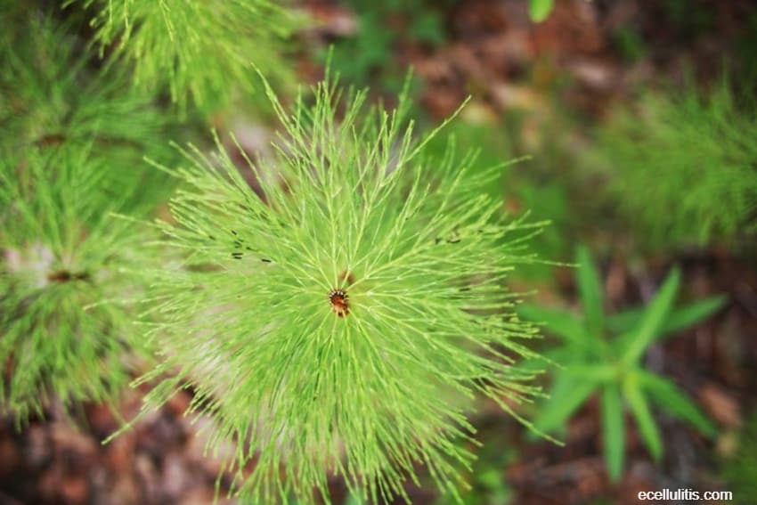 what you need to know about horsetail – benefits and treatments