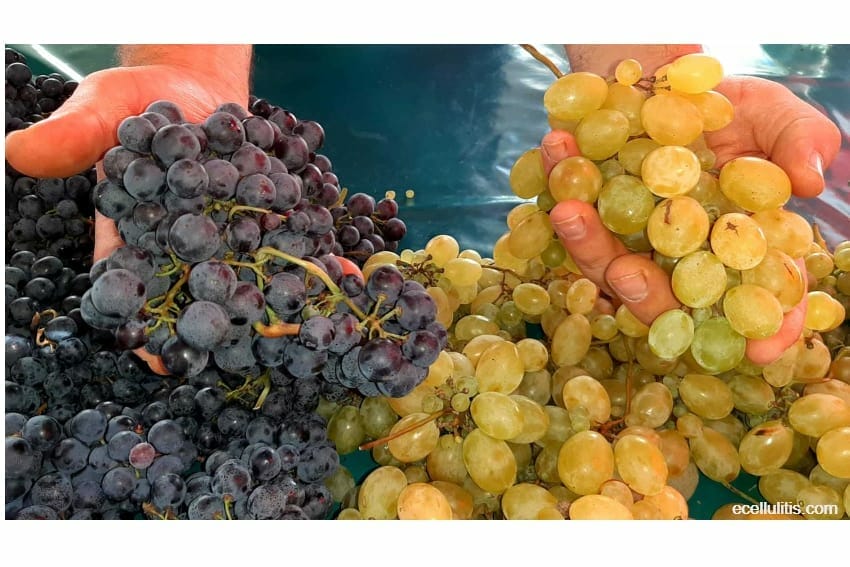 All kinds of grapes for health benefits